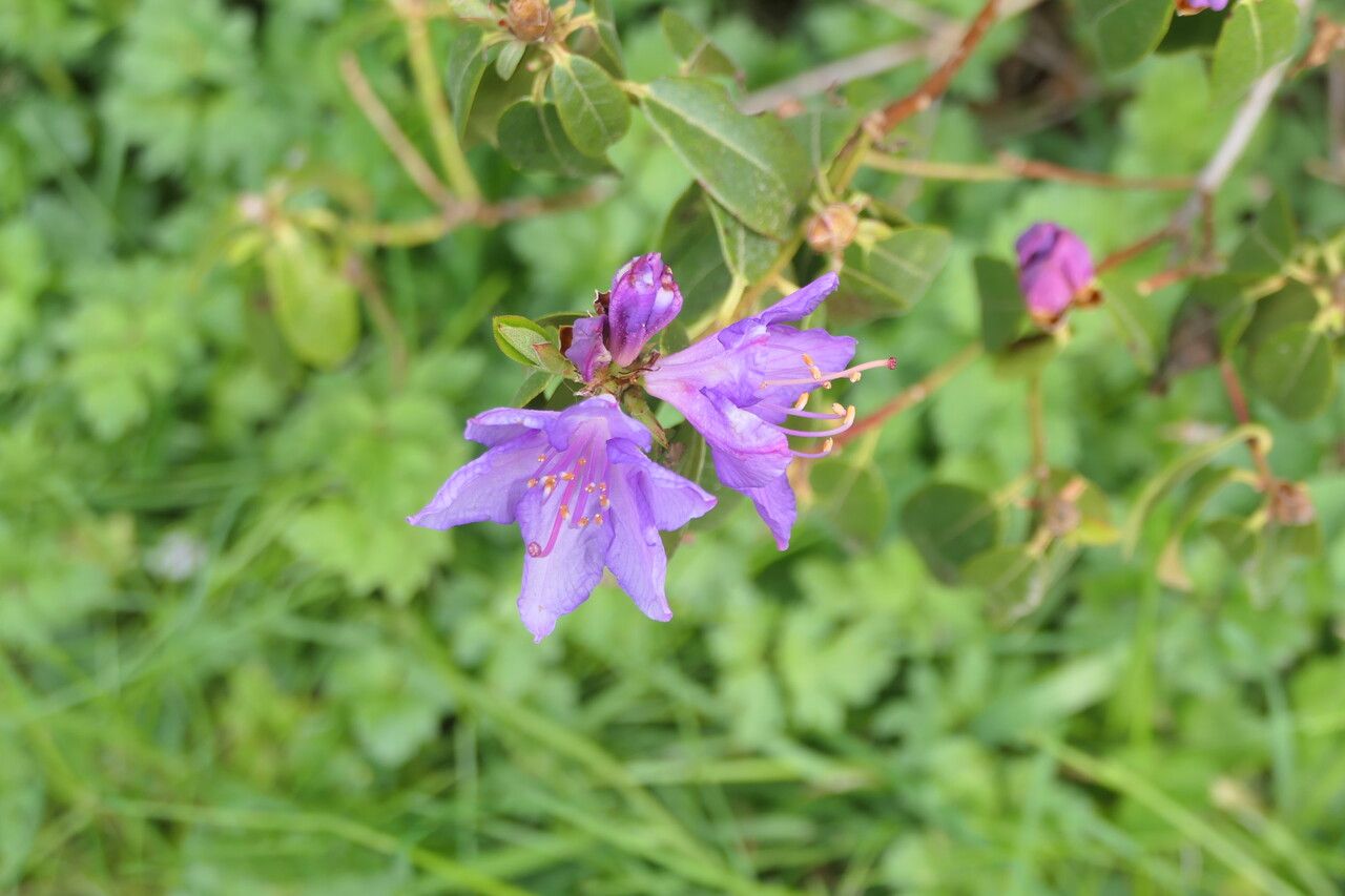 Rhododendron searsiae flower