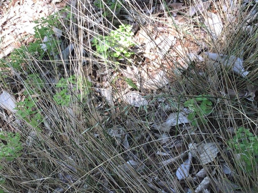 Poa pannonica — search result for 'Poa'