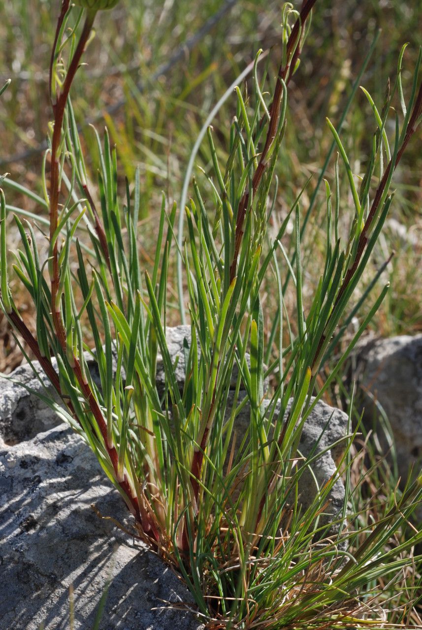 Leucanthemum burnatii habit