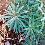 Euphorbia characias