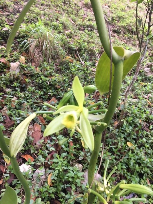Vanilla pompona leaf