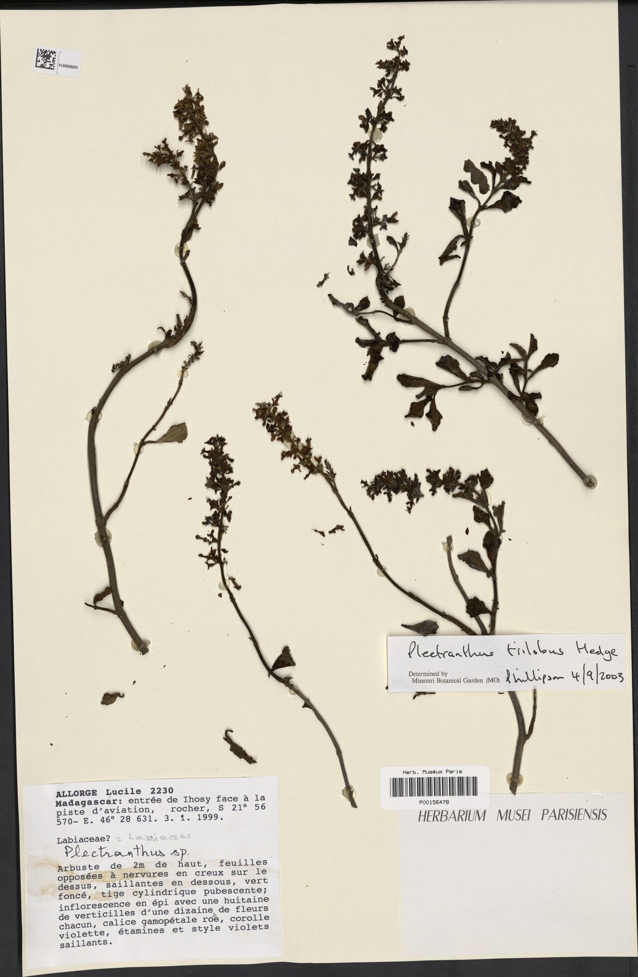 Plectranthus trilobus — search result for 'Plectranthus'