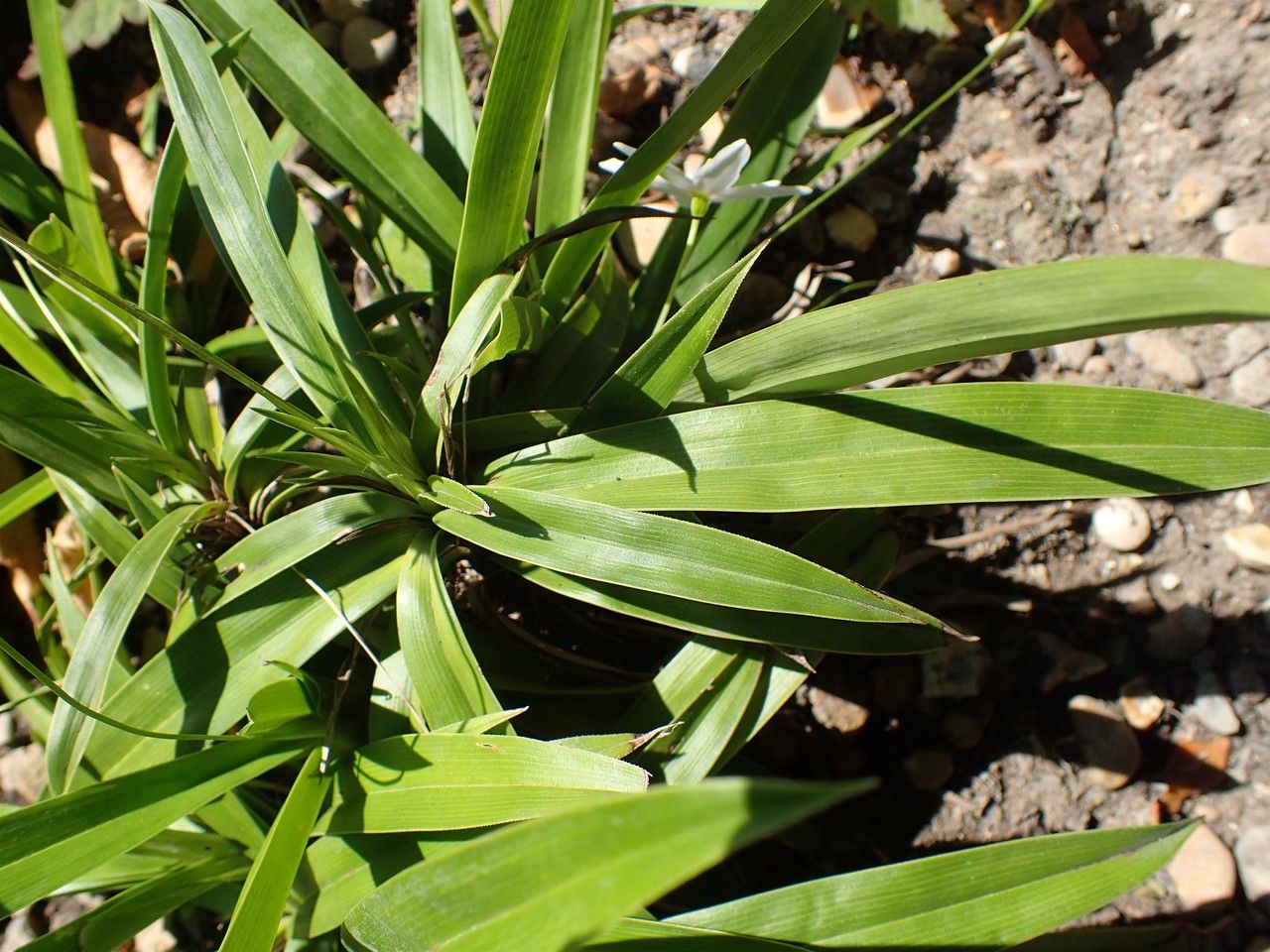 Xerophyta elegans leaf
