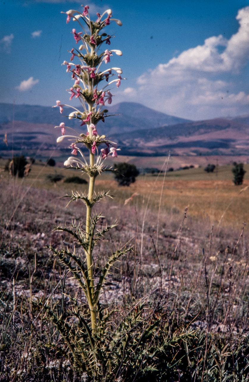 Morina persica flower