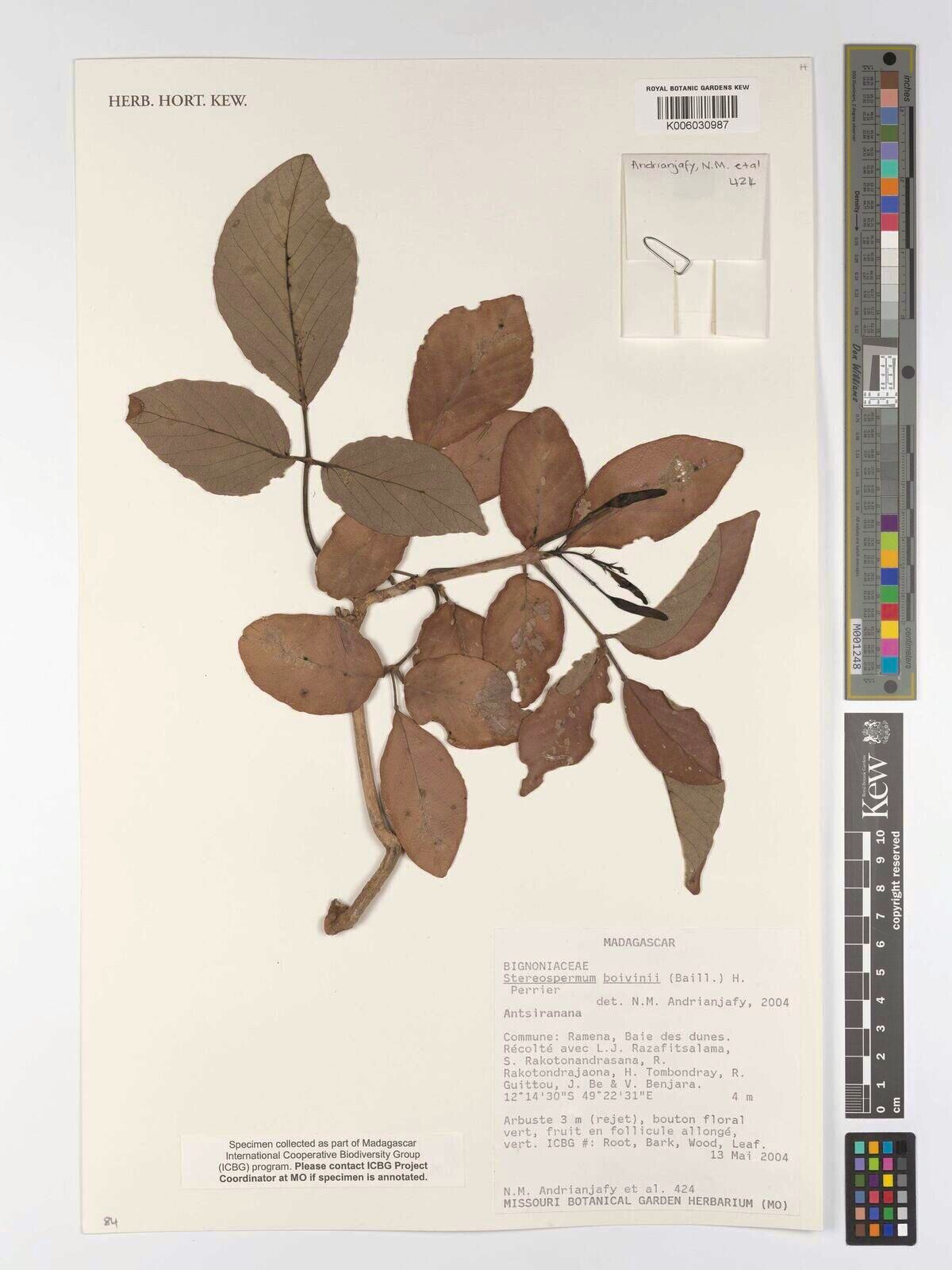 Stereospermum boivini — related species from the same genus