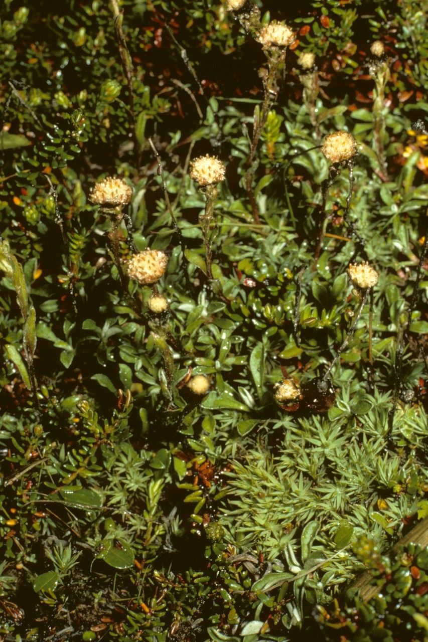 Antennaria monocephala — search result for 'Labrador'