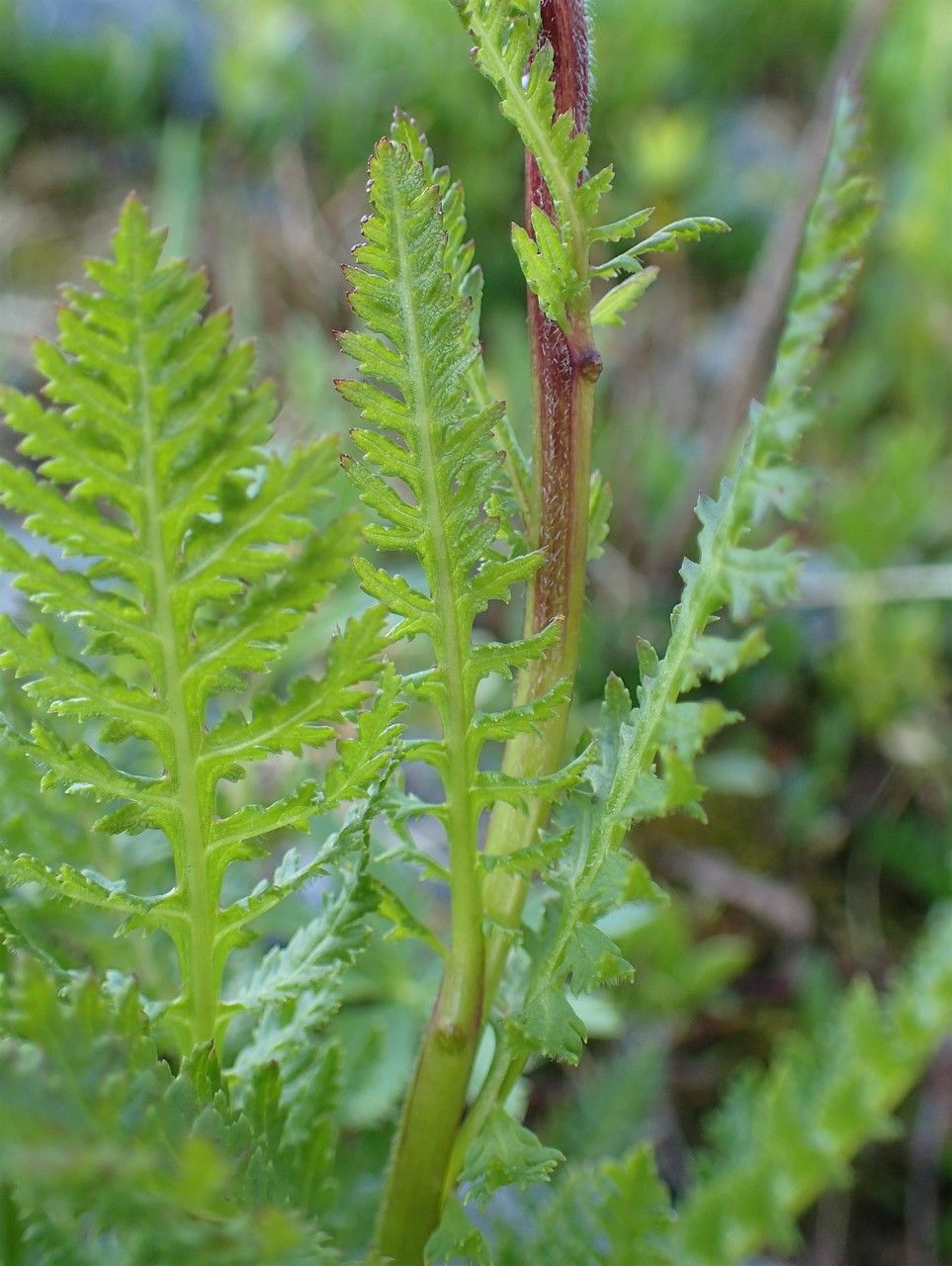 Pedicularis rostratospicata — search result for 'Pedicularis'