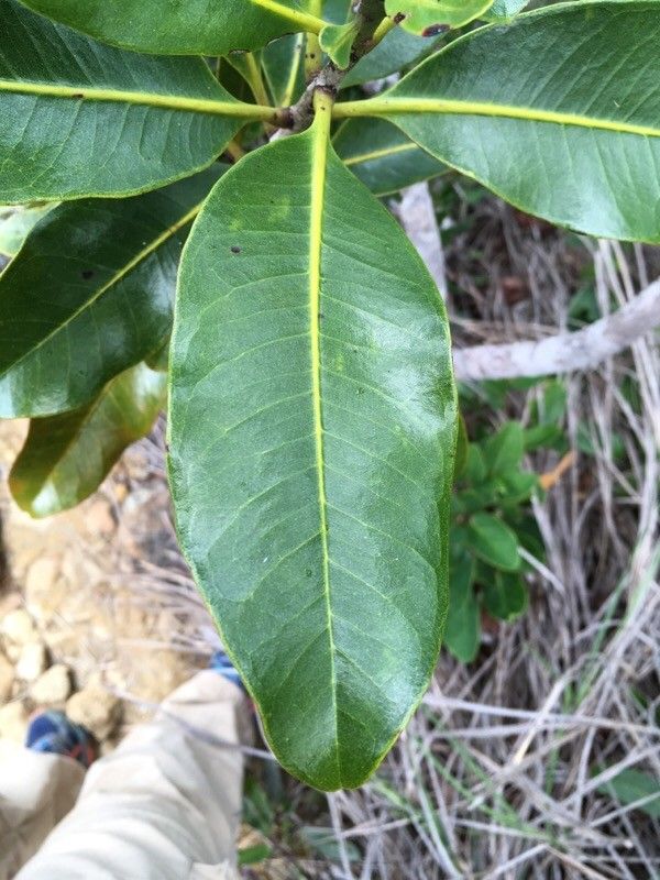 Xanthostemon multiflorus leaf