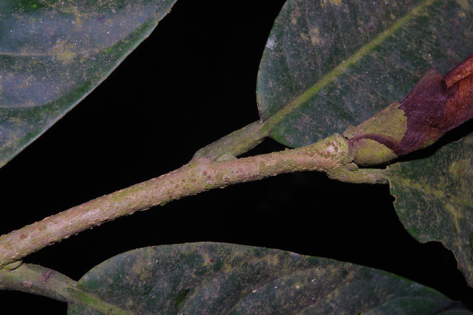 Uvariodendron fuscum other