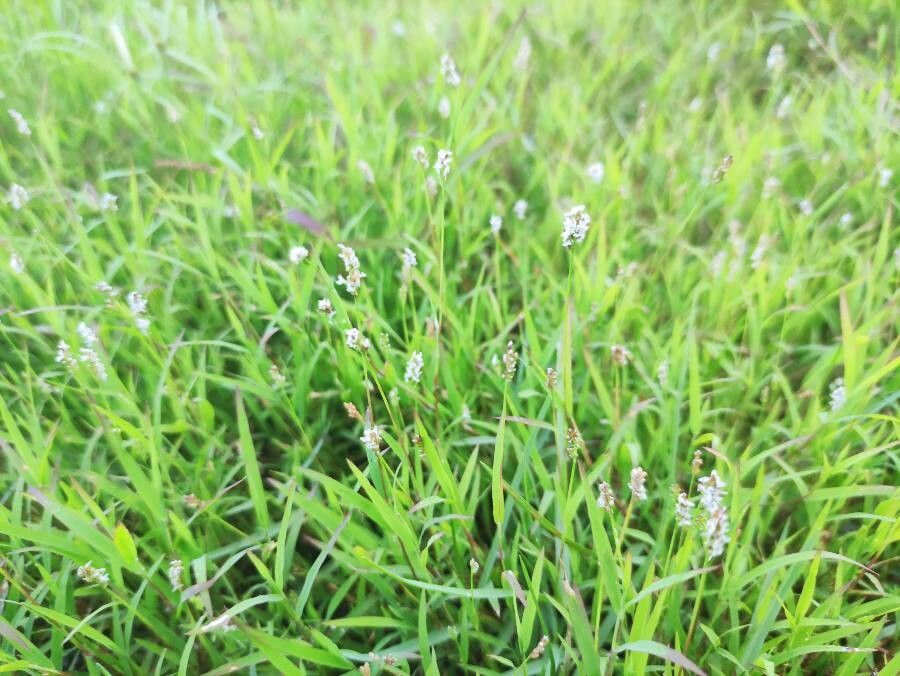 Acroceras hubbardii habit