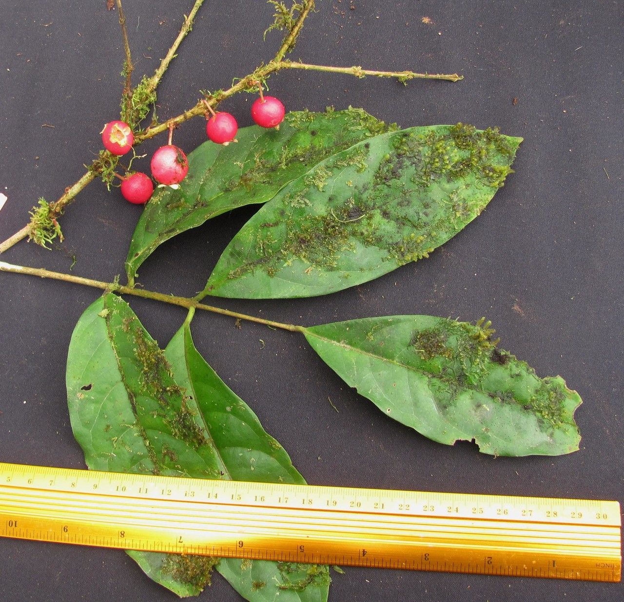 Eugenia grayumii other