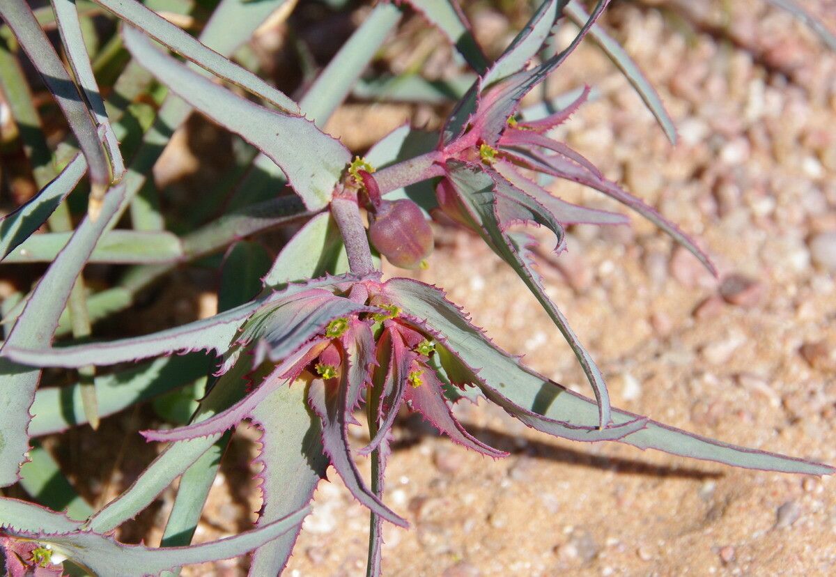 Euphorbia retusa — houseplant care guide