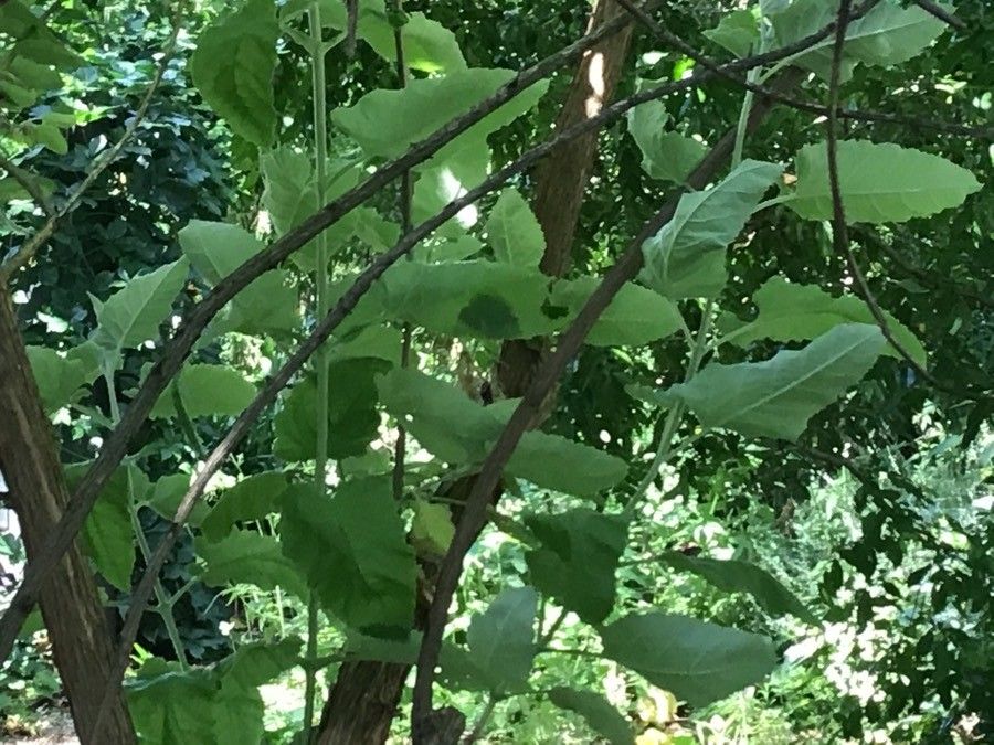 Buddleja crispa — search result for 'Afghanistan'