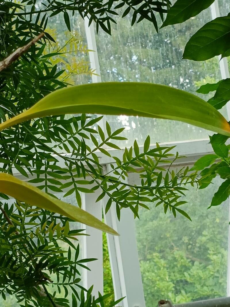 Maxillaria luteoalba — houseplant care guide