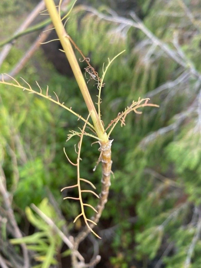 Sonchus leptocephalus bark