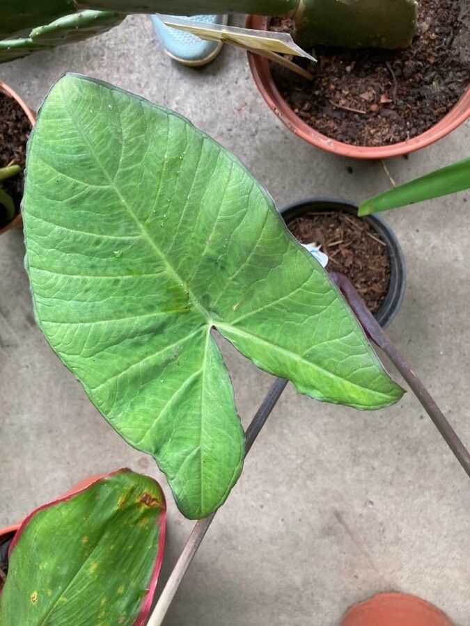 Xanthosoma violaceum leaf