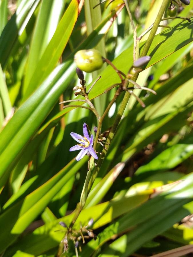 Dianella ensifolia flower