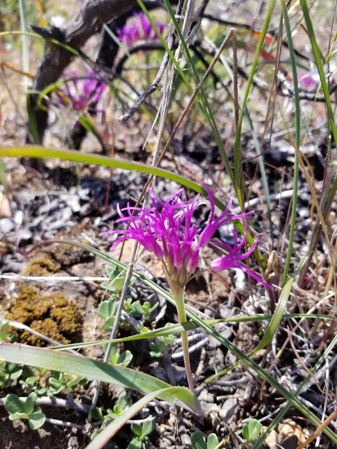 Allium falcifolium flower