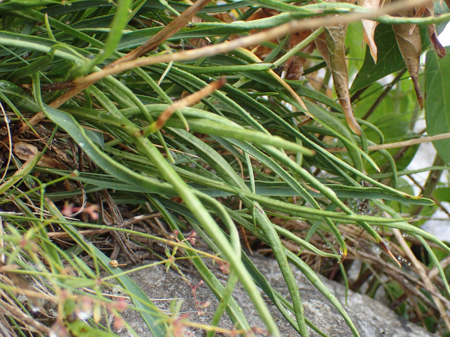 Bupleurum angulosum leaf