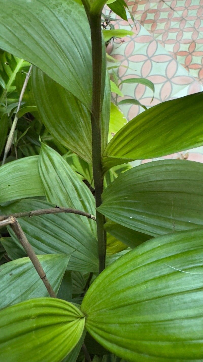 Sobralia sessilis leaf