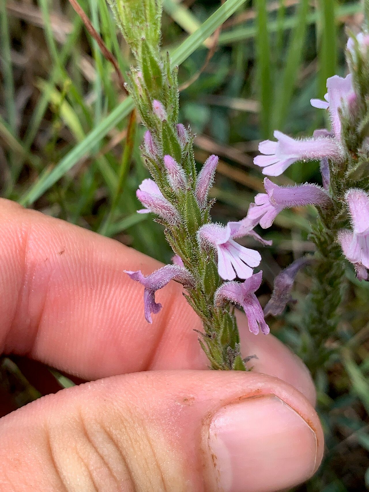 Striga bilabiata — houseplant care guide