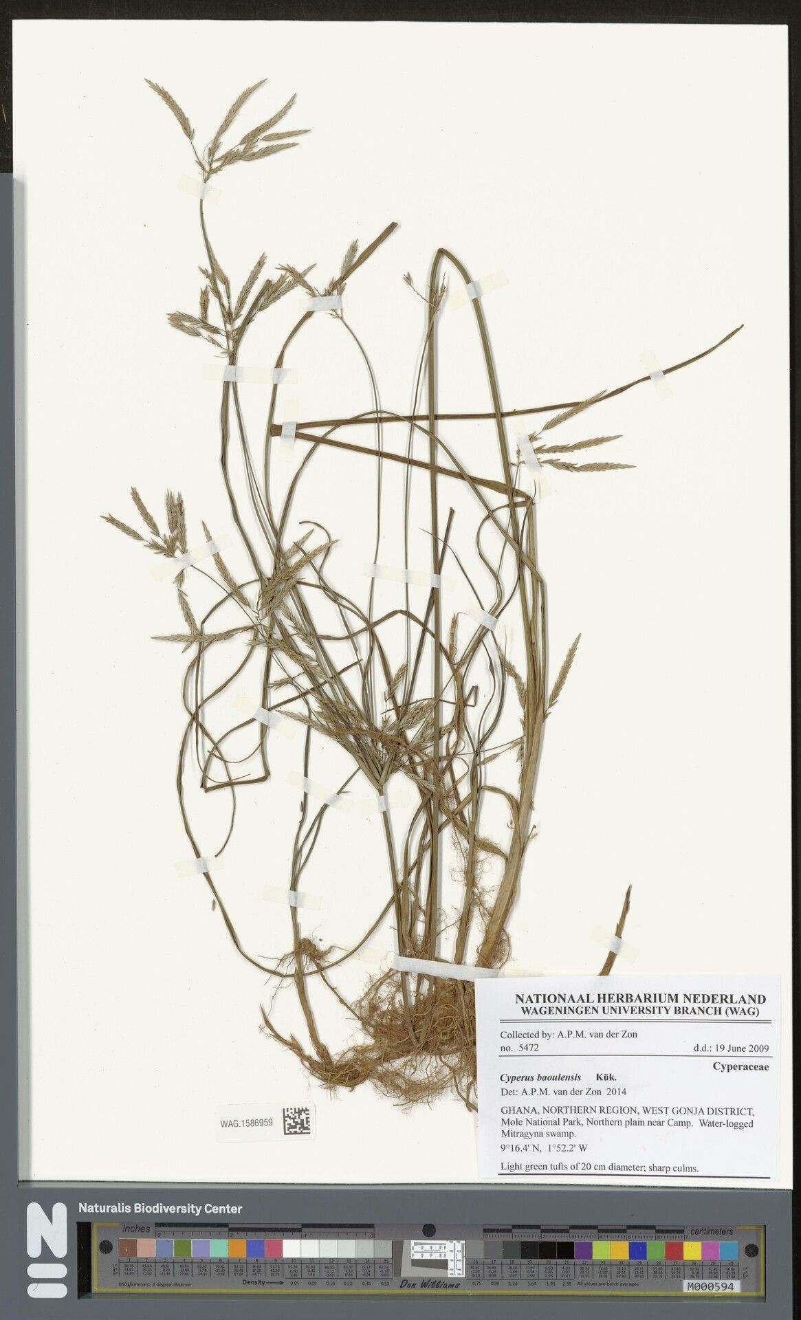 Cyperus baoulensis — houseplant care guide