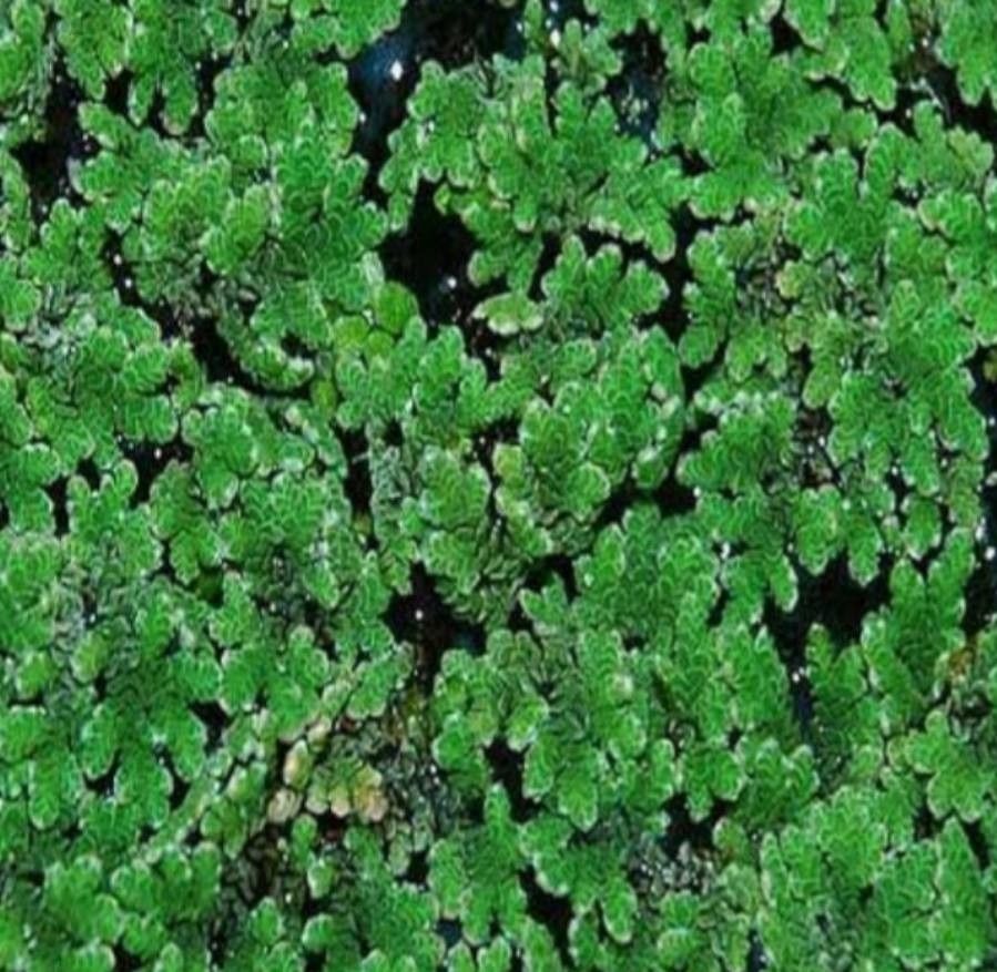 Azolla caroliniana