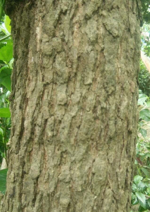Butea monosperma bark