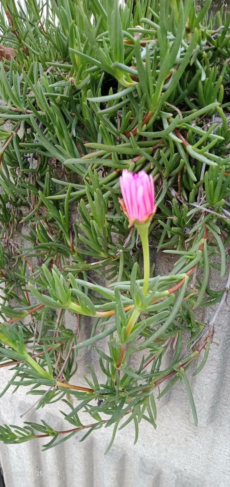 Lampranthus multiradiatus flower