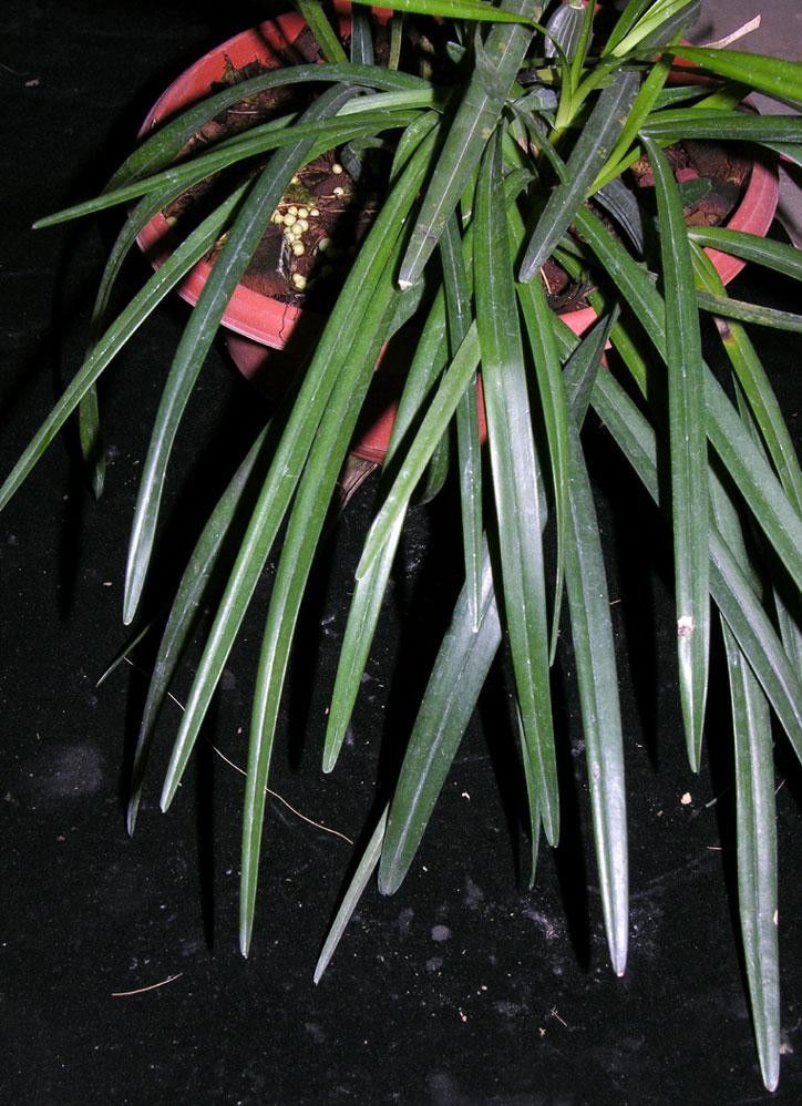 Maxillaria aciantha — related species from the same genus