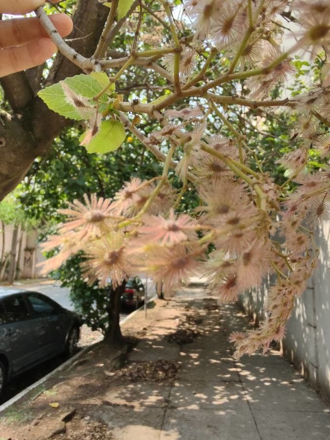 Heliocarpus americanus flower