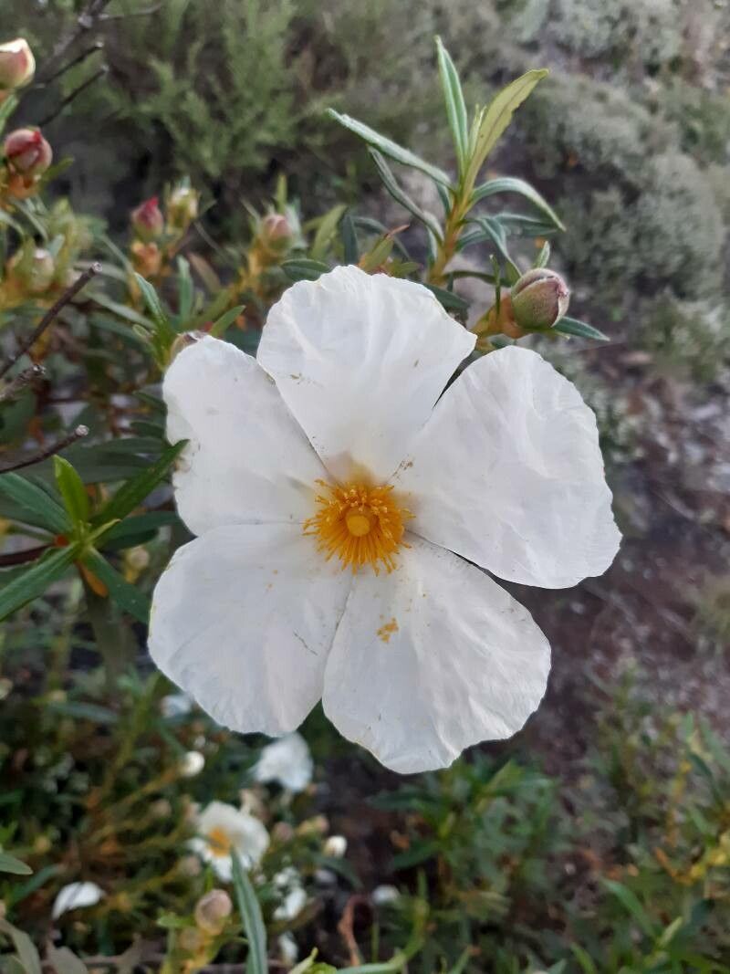 Cistus libanotis flower