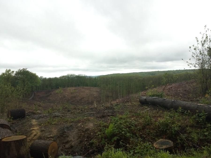 Casuarina teres — houseplant care guide