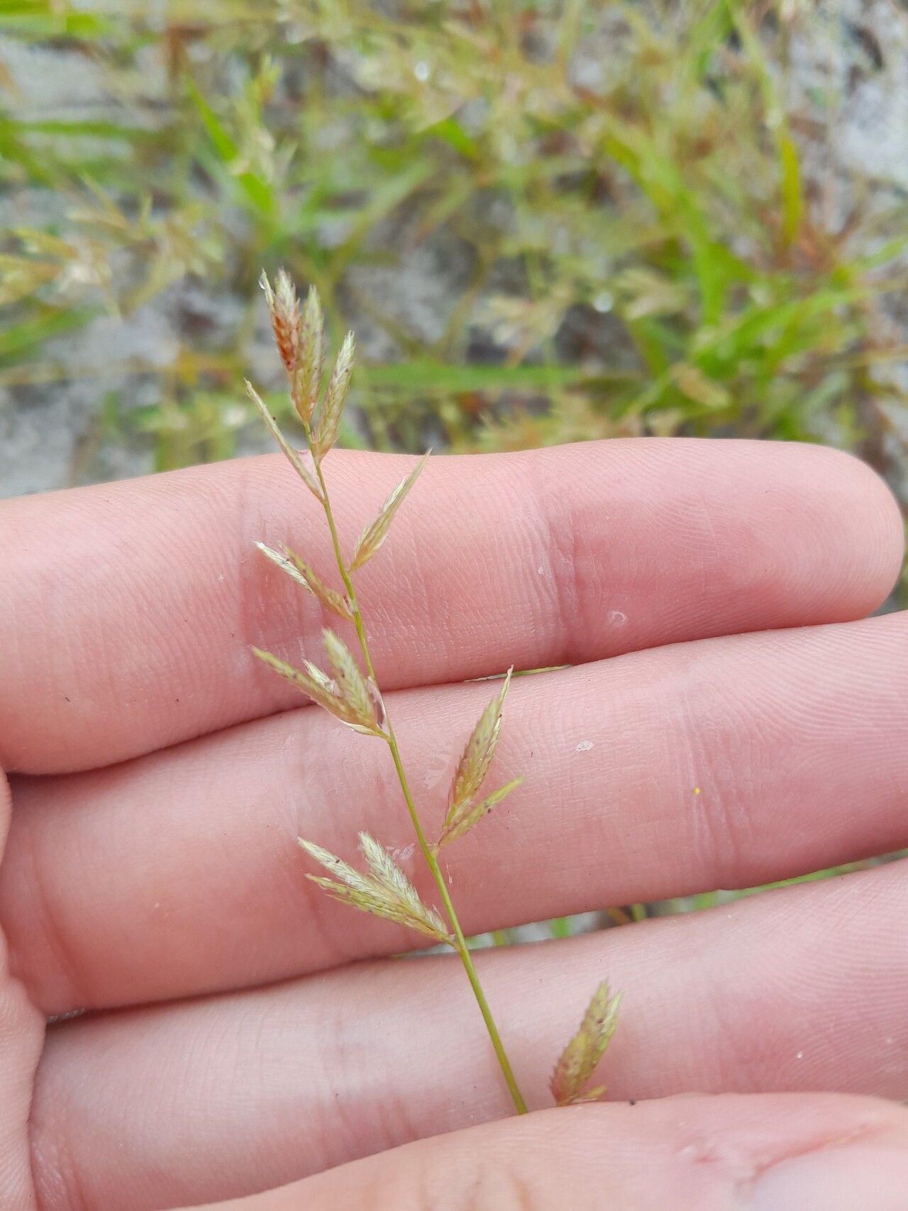Eragrostis maypurensis flower
