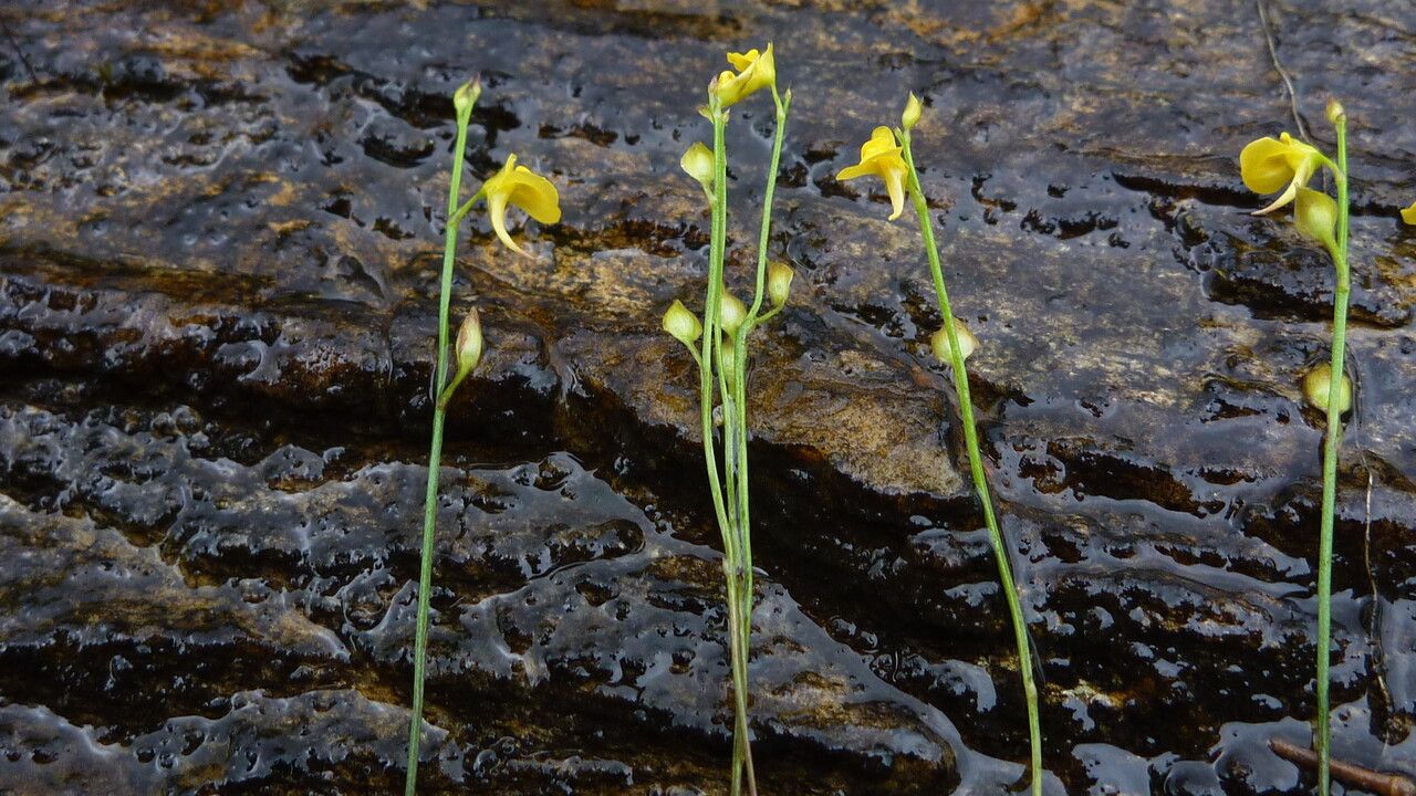 Utricularia recta — houseplant care guide