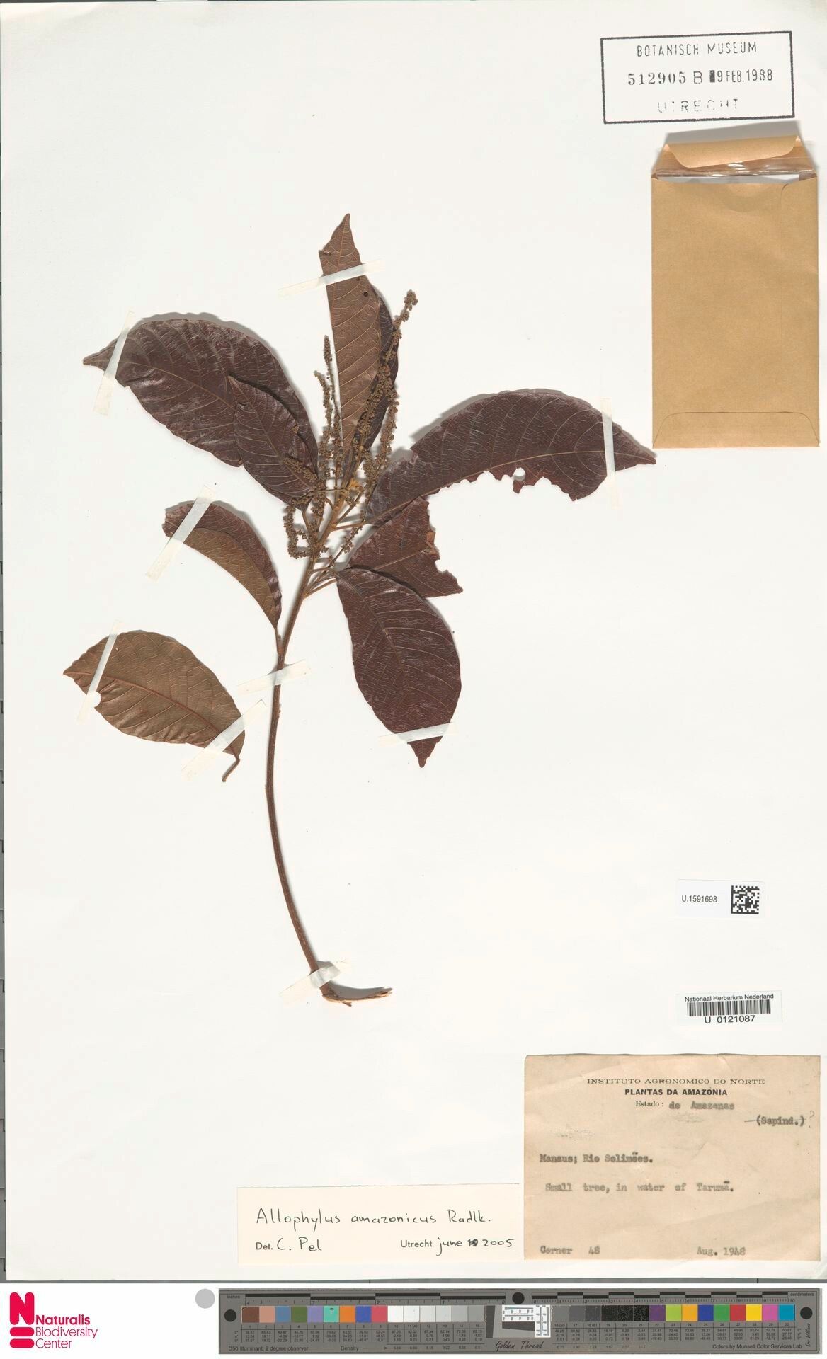 Allophylus amazonicus — houseplant care guide