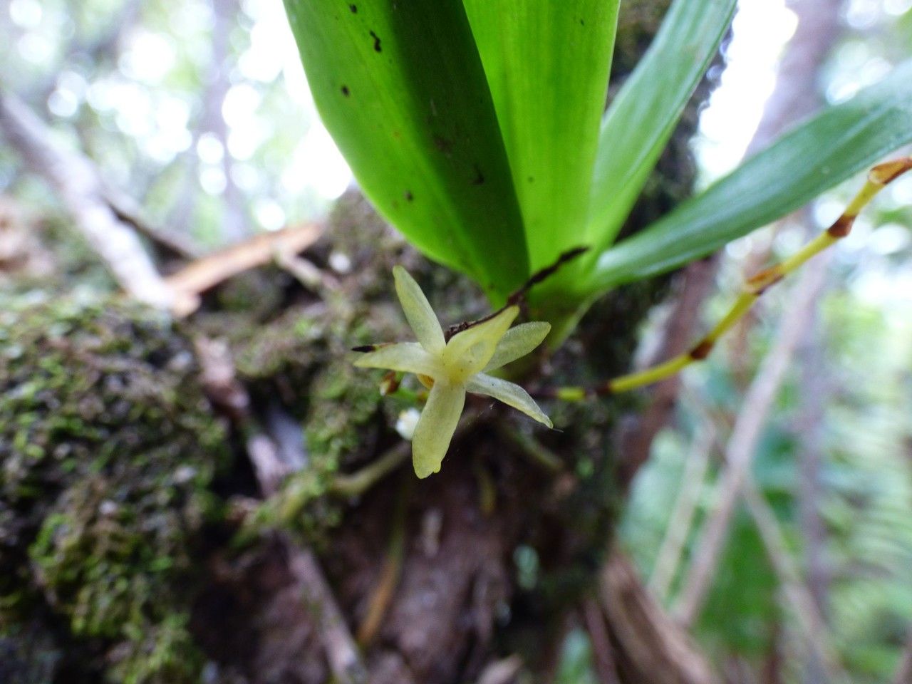Angraecum zeylanicum flower