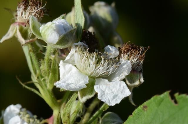 Rubus lindebergii flower