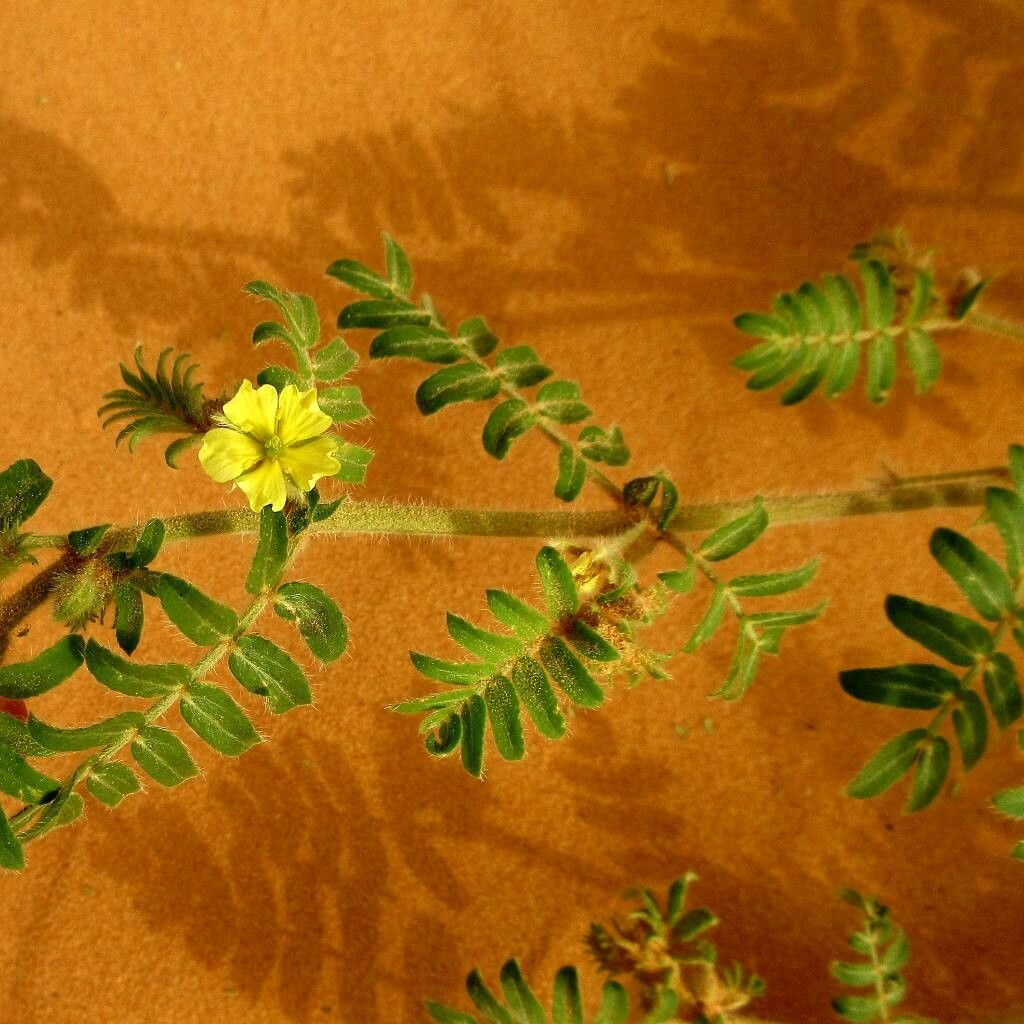 Tribulus pentandrus flower