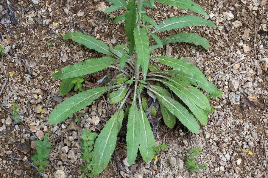 Verbascum humile — search result for 'Verbascum'