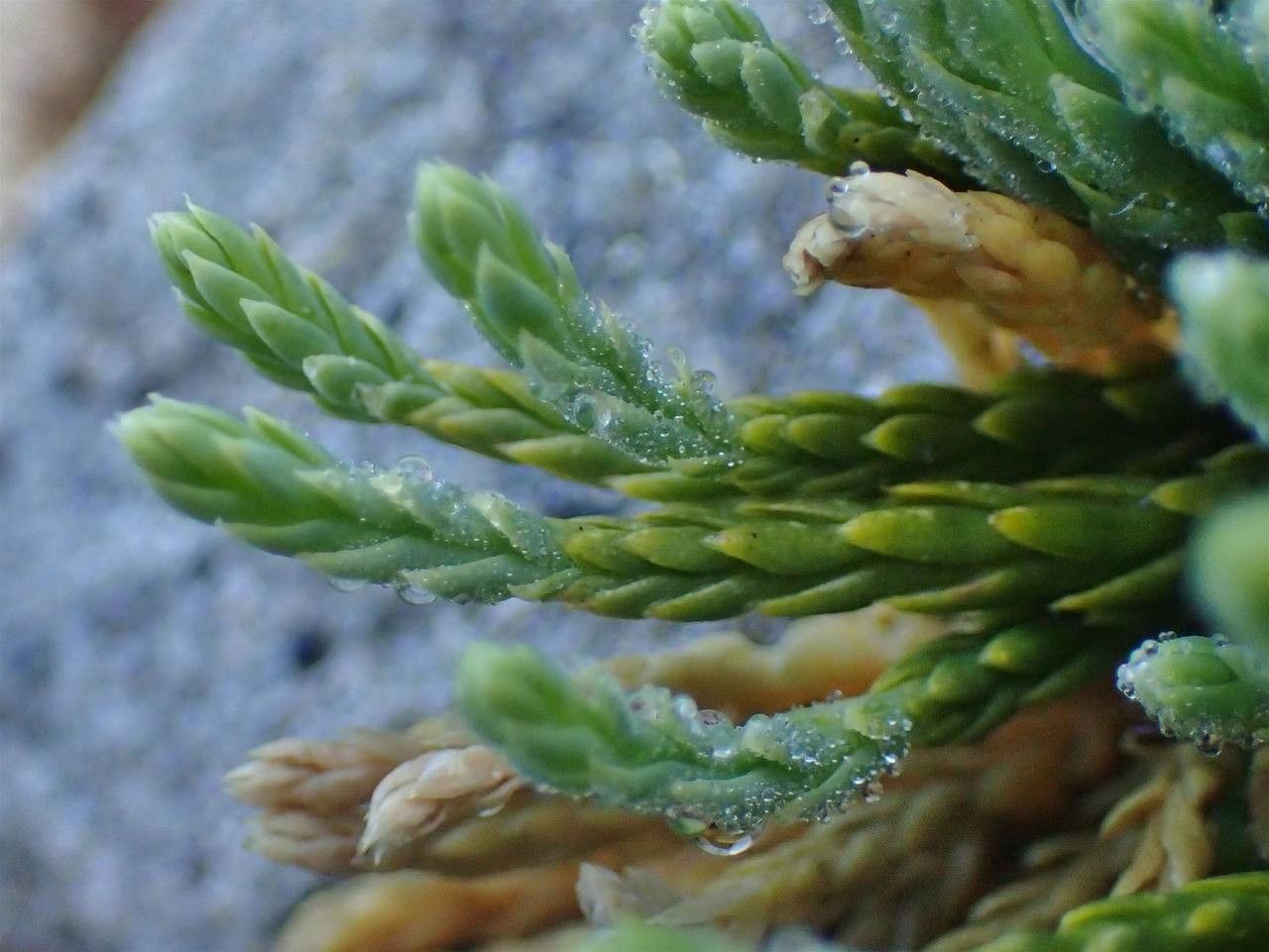 Lycopodium alpinum fruit