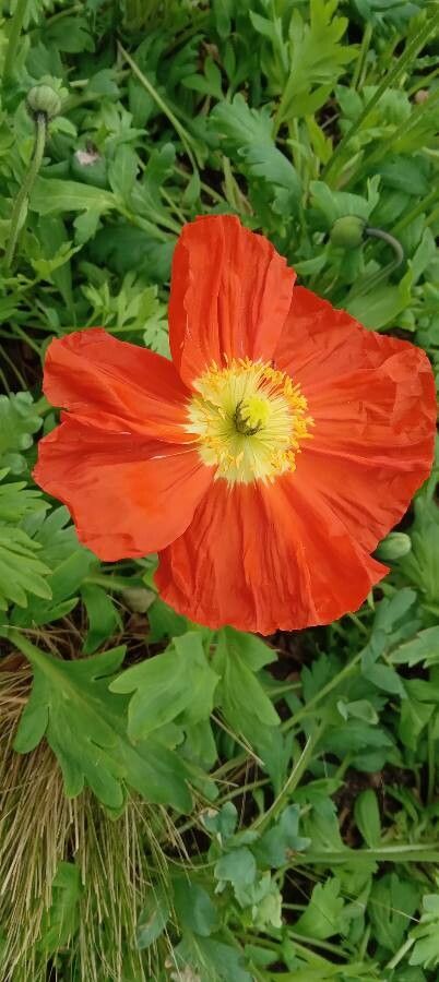 Papaver croceum flower