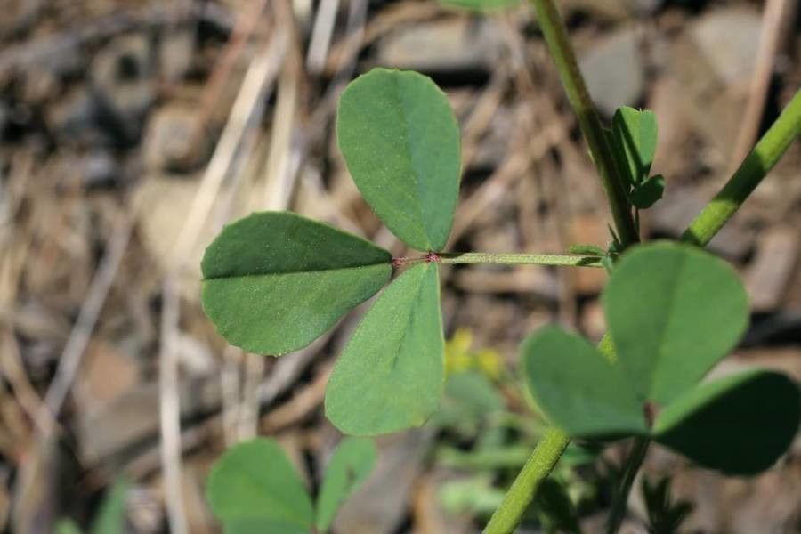 Melilotus neapolitanus — search result for 'Melilotus'
