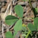 Melilotus neapolitanus