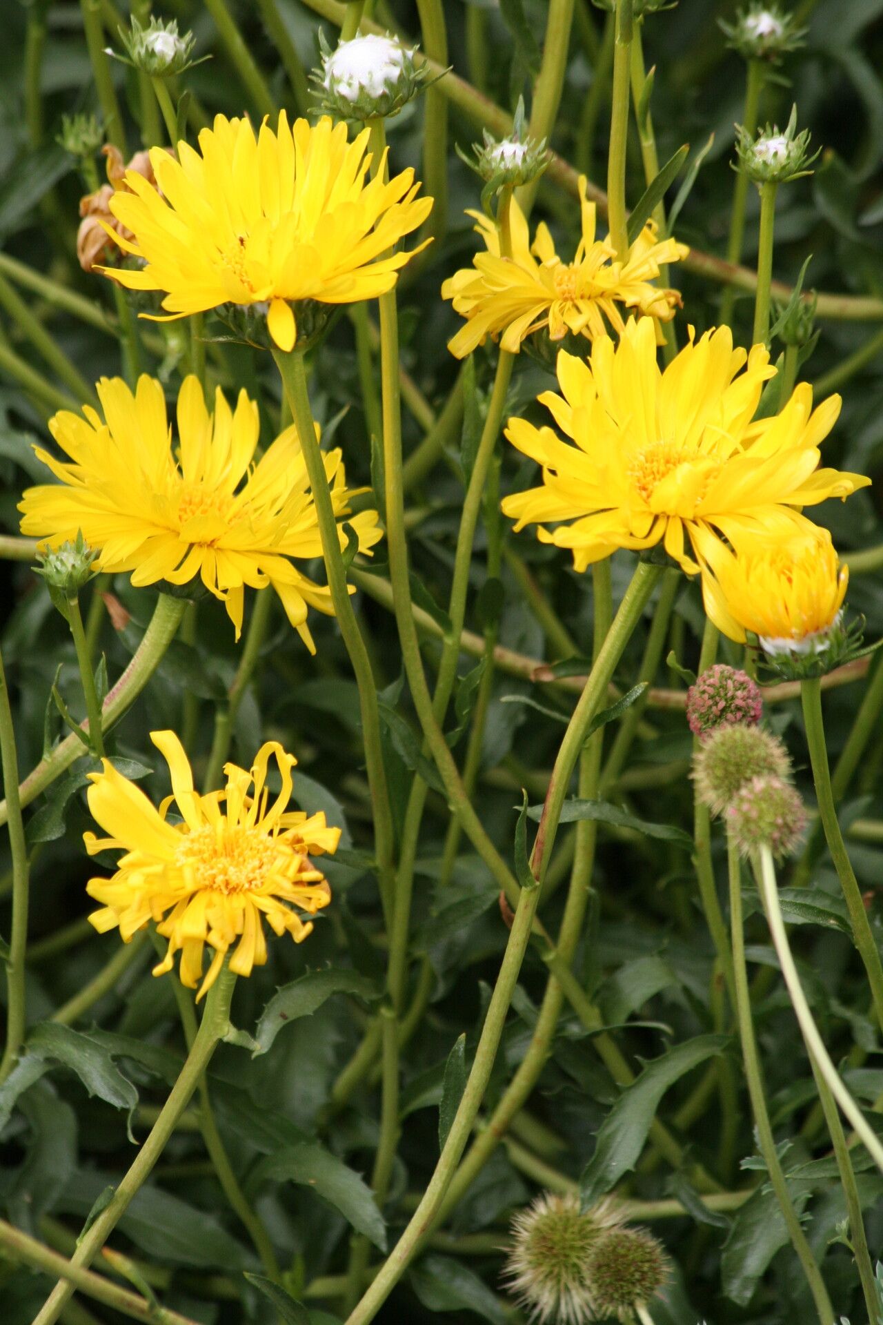 Grindelia chiloensis flower