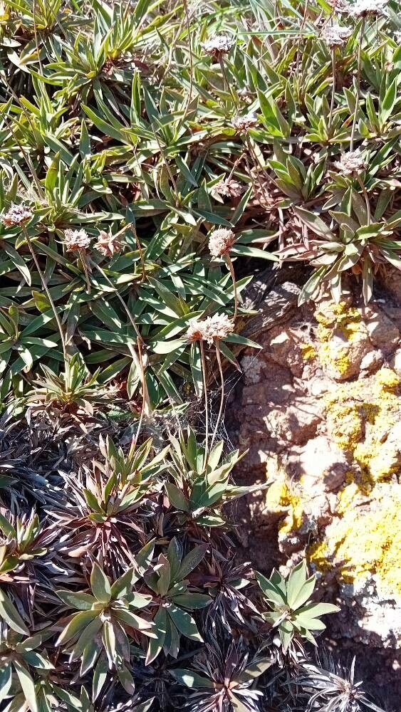 Armeria belgenciensis flower