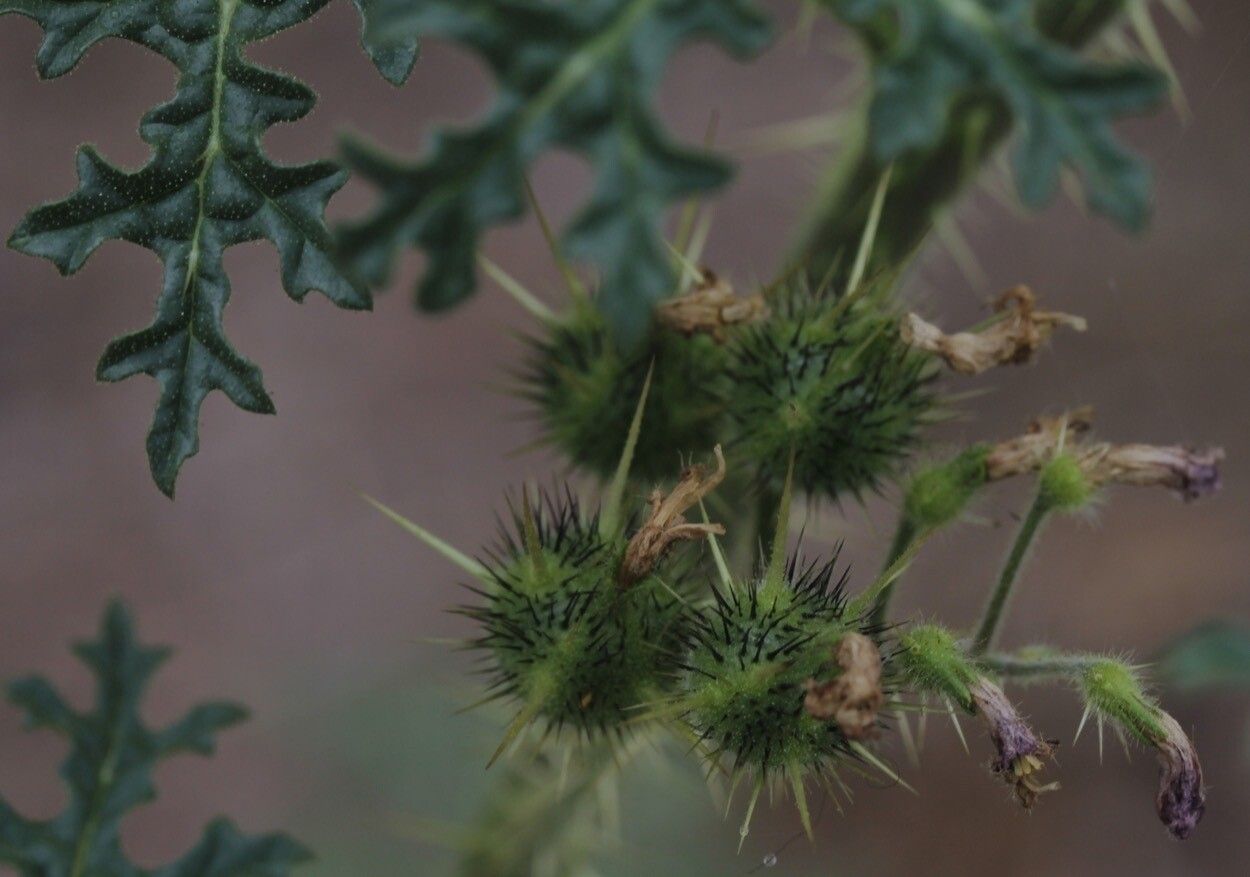 Solanum davisense fruit