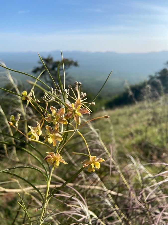 Gomphocarpus integer flower