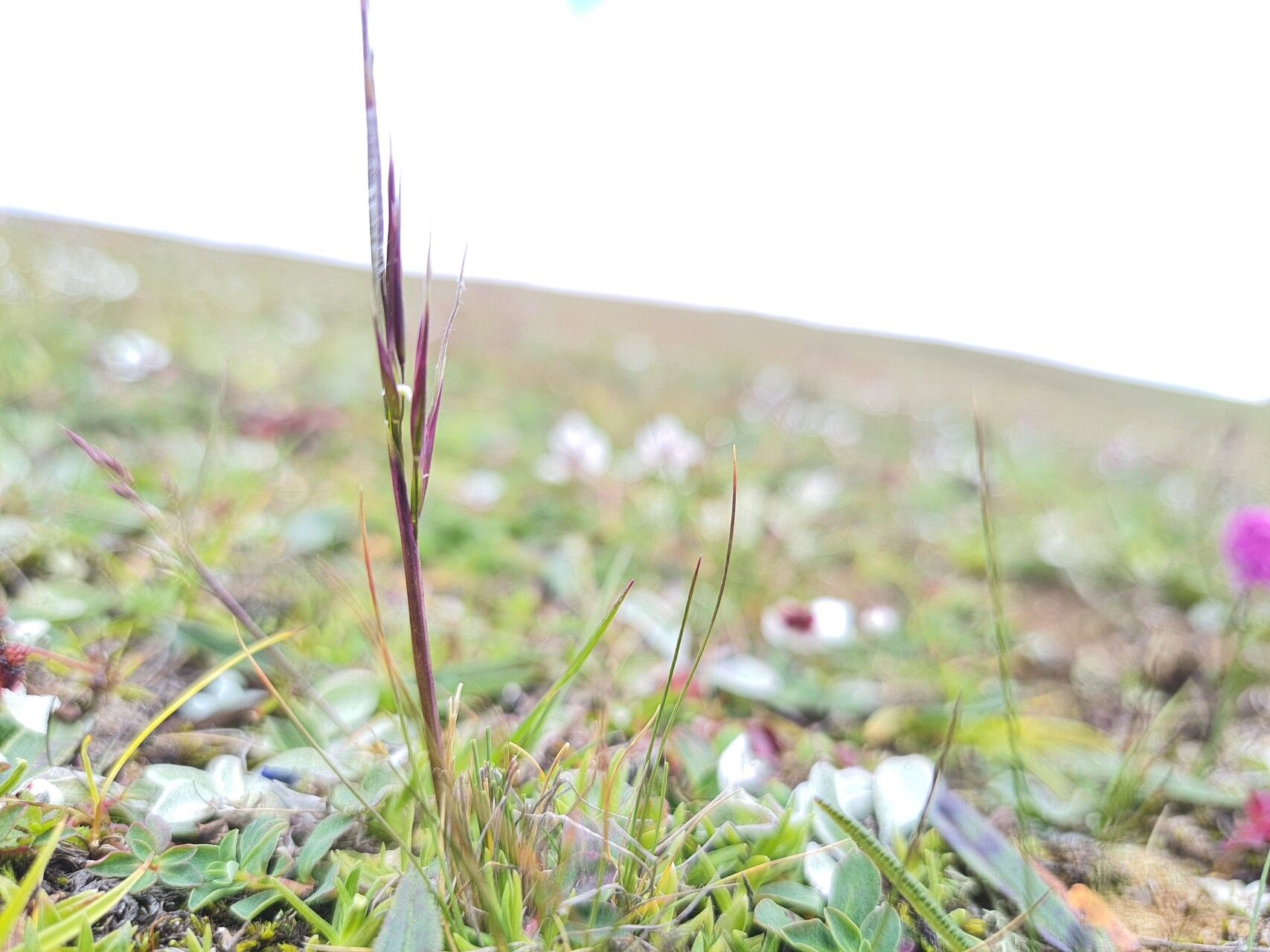 Ptilagrostis yadongensis — related species from the same genus
