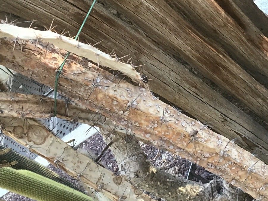 Turbinicarpus horripilus — related species from the same genus